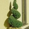 Spiral Dwarf Alberta Spruce Topiary - 7 Gallon Pot 1 Spiral Dwarf Alberta Spruce Topiary - 7 Gallon Pot -Plant Shop Spruce Dwarf Alberta Spiral Topiary 500x750 1
