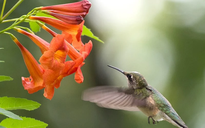 Bells Of Fire Tecoma - Esperanza - 1 Gallon Pot 6 Bells Of Fire Tecoma - Esperanza - 1 Gallon Pot - Image 4