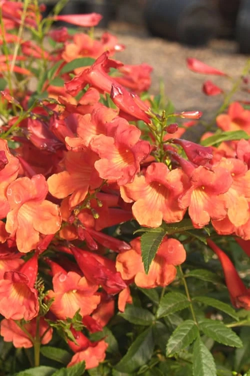 Bells Of Fire Tecoma - Esperanza - 1 Gallon Pot 3 Bells Of Fire Tecoma - Esperanza - 1 Gallon Pot