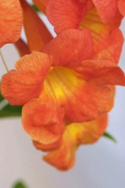 Bells Of Fire Tecoma - Esperanza - 1 Gallon Pot 12 Bells Of Fire Tecoma - Esperanza - 1 Gallon Pot -Plant Shop Tecoma Bells of Fire Flowers 5