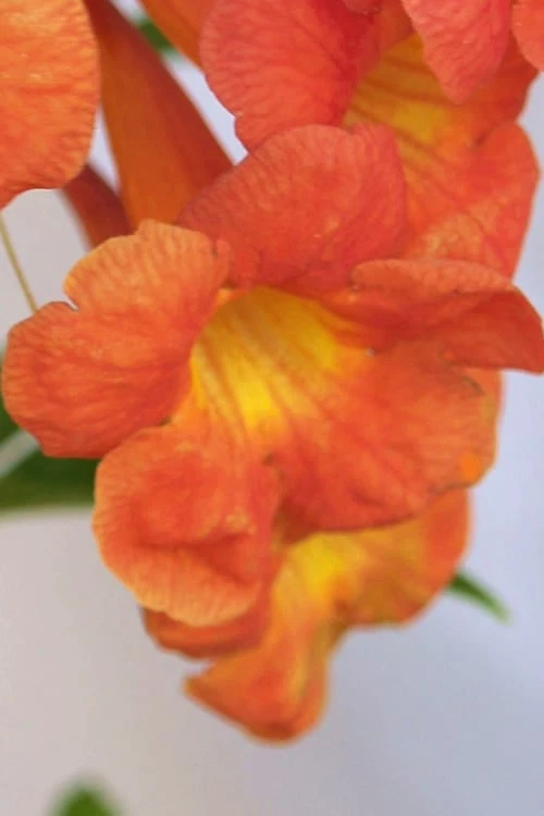 Bells Of Fire Tecoma - Esperanza - 1 Gallon Pot 7 Bells Of Fire Tecoma - Esperanza - 1 Gallon Pot - Image 5