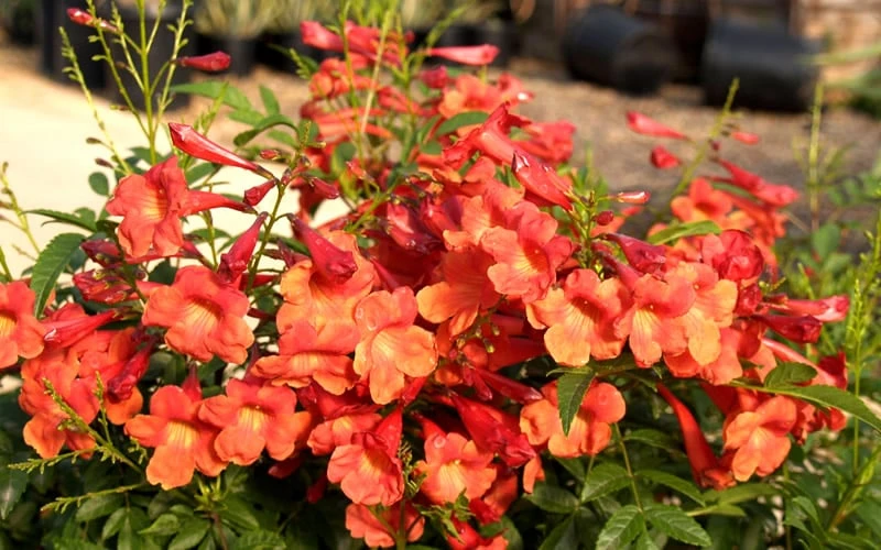 Bells Of Fire Tecoma - Esperanza - 1 Gallon Pot 8 Bells Of Fire Tecoma - Esperanza - 1 Gallon Pot - Image 6