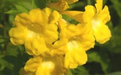 Lydia Tecoma - Esperanza - 1 Gallon Pot -Plant Shop Tecoma Lydia Flower Closeup