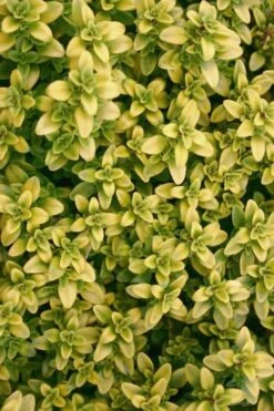 Archers Gold Lemon Thyme - Thymus Citriodorus - 5 Pack Of Pint Pots -Plant Shop Thyme Archers Gold Rev 500x750 1