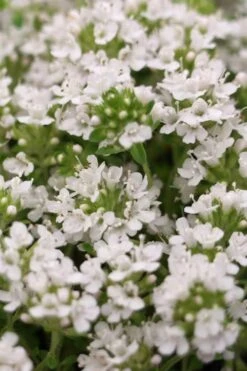 White Creeping Thyme (Thymus Praecox 'Albiflorus') 10 Pack Of Pint Pots -Plant Shop Thyme Creeping White 3