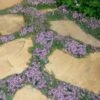 Elfin Creeping Thyme (Thymus Serpyllum 'Elfin') - 5 Pack Of Quart Pots -Plant Shop Thyme Elfin 15