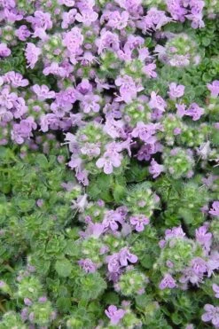 Elfin Creeping Thyme (Thymus Serpyllum 'Elfin') - 5 Pack Of Quart Pots -Plant Shop Thyme Elfin BS