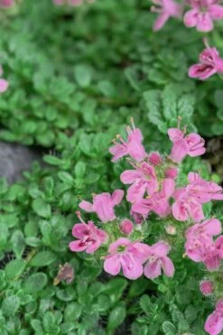 Pink Chintz Thyme - Thymus Serpyllum - 10 Pack Of Quart Pots 14 Pink Chintz Thyme - Thymus Serpyllum - 10 Pack Of Quart Pots -Plant Shop Thyme Pink Chintz 5