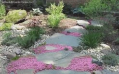 Pink Chintz Thyme - Thymus Serpyllum - 10 Pack Of Quart Pots 13 Pink Chintz Thyme - Thymus Serpyllum - 10 Pack Of Quart Pots -Plant Shop Thyme Pink Chintz 8