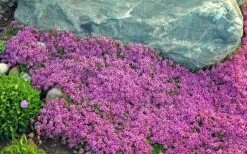 Red Creeping Thyme (Thymus Praecox 'Coccineus') - 5 Pack Of Quart Pots 12 Red Creeping Thyme (Thymus Praecox 'Coccineus') - 5 Pack Of Quart Pots -Plant Shop Thyme Red Creeping 10