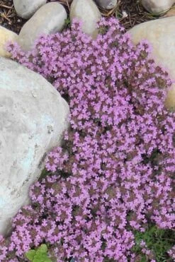 Pink Chintz Thyme - Thymus Serpyllum - 10 Pack Of Quart Pots 15 Pink Chintz Thyme - Thymus Serpyllum - 10 Pack Of Quart Pots -Plant Shop Thyme Red Creeping 12