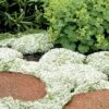 White Creeping Thyme (Thymus Praecox 'Albiflorus') 10 Pack Of Pint Pots -Plant Shop Thyme White Creeping 10