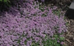 Splendens Purple Creeping Thyme - (Thymus Praecox) - 5 Pack Of Quart Pots -Plant Shop Thymus Praecox Splendens 4