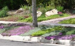 Woolly Creeping Thyme (Thymus Lanuginosis) - 6 Pack Of Pint Pots 20 Woolly Creeping Thyme (Thymus Lanuginosis) - 6 Pack Of Pint Pots -Plant Shop Thymus mixture 1