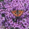 Splendens Purple Creeping Thyme - (Thymus Praecox) - 5 Pack Of Quart Pots -Plant Shop Thymus praecox Splendens 12