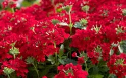 EnduraScape Red Verbena - 5 Pack Of Pint Pots 11 EnduraScape Red Verbena - 5 Pack Of Pint Pots -Plant Shop Verbena EnduraScape Red
