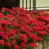 EnduraScape Red Verbena - 5 Pack Of Pint Pots