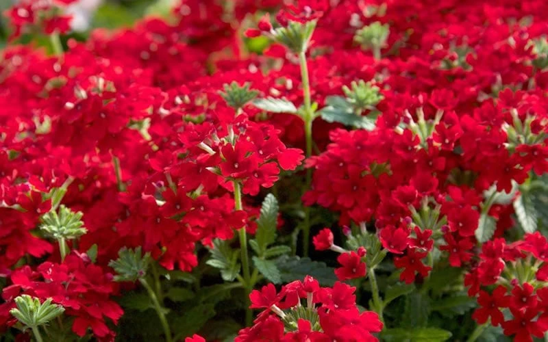 EnduraScape Red Verbena - 5 Pack Of Pint Pots 7 EnduraScape Red Verbena - 5 Pack Of Pint Pots - Image 5