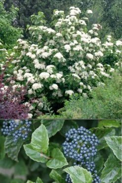 All That Glows Arrowwood Viburnum - 2 Gallon Pot 11 All That Glows Arrowwood Viburnum - 2 Gallon Pot -Plant Shop Viburnum All That Glows 4