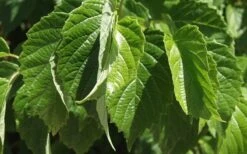 Chicago Luster Arrowwood Viburnum - 3 Gallon Pot -Plant Shop Viburnum Chicago Luster 1