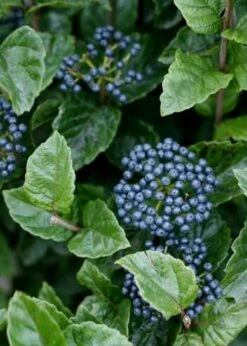 All That Glows Arrowwood Viburnum - 2 Gallon Pot 13 All That Glows Arrowwood Viburnum - 2 Gallon Pot -Plant Shop Viburnum Chicago Luster 5