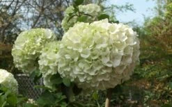 Chinese Snowball Viburnum Bush - 1 Gallon Pot 14 Chinese Snowball Viburnum Bush - 1 Gallon Pot -Plant Shop Viburnum Chinese Snowball Bloom Green