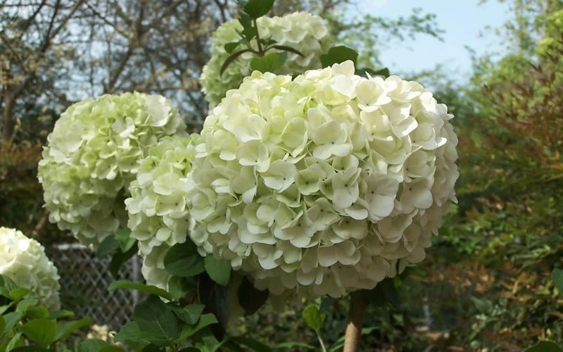 Chinese Snowball Viburnum Bush - 1 Gallon Pot 7 Chinese Snowball Viburnum Bush - 1 Gallon Pot - Image 5