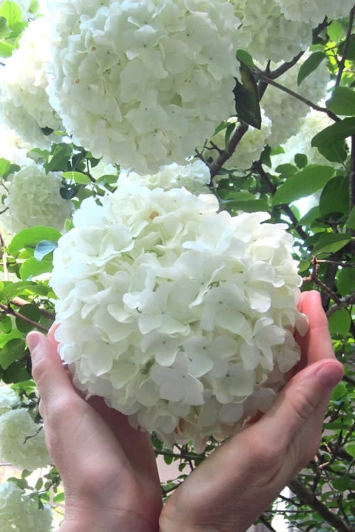 Chinese Snowball Viburnum Bush - 1 Gallon Pot 3 Chinese Snowball Viburnum Bush - 1 Gallon Pot