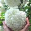 Chinese Snowball Viburnum Bush - 7 Gallon Pot (3-4') -Plant Shop Viburnum Chinese Snowball Rev 500x750 3
