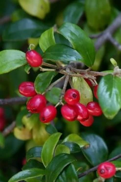 Dwarf Evergreen Snowball Viburnum 'Conoy' - 3 Gallon Pot -Plant Shop Viburnum Conoy 4