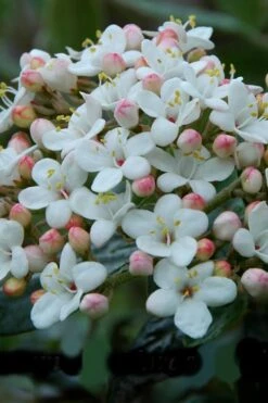 Dwarf Evergreen Snowball Viburnum 'Conoy' - 3 Gallon Pot -Plant Shop Viburnum Conoy 6