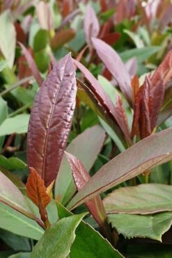 Coppertop Sweet Viburnum - 2 Gallon Pot -Plant Shop Viburnum Coppertop 3