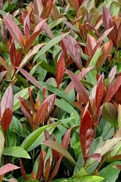 Coppertop Sweet Viburnum - (Single Trunk Topiary Tree) - 5 Gallon Pot -Plant Shop Viburnum Coppertop 4 1