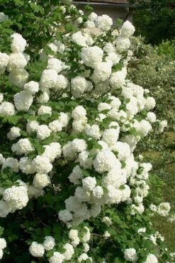 European Snowball Viburnum Bush - 3 Gallon Pot 10 European Snowball Viburnum Bush - 3 Gallon Pot -Plant Shop Viburnum European Snowball 1