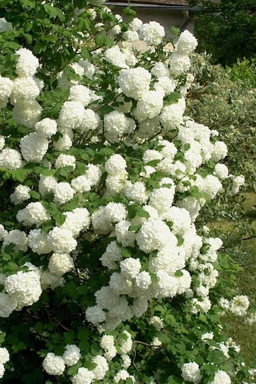 European Snowball Viburnum Bush - 3 Gallon Pot 6 European Snowball Viburnum Bush - 3 Gallon Pot - Image 4
