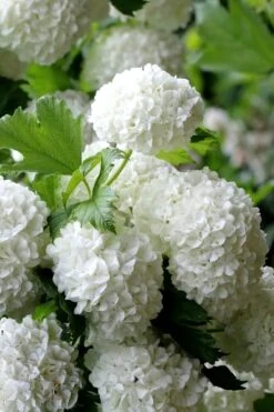 European Snowball Viburnum Bush - 3 Gallon Pot 11 European Snowball Viburnum Bush - 3 Gallon Pot -Plant Shop Viburnum European Snowball 5