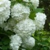 European Snowball Viburnum Bush - 3 Gallon Pot 2 European Snowball Viburnum Bush - 3 Gallon Pot -Plant Shop Viburnum European Snowball 6