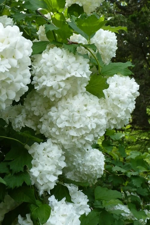 European Snowball Viburnum Bush - 3 Gallon Pot 3 European Snowball Viburnum Bush - 3 Gallon Pot