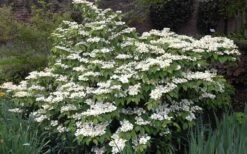 Mariesii Doublefile Viburnum - 1 Gallon Pot -Plant Shop Viburnum Mariesii 1 2