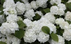 Popcorn Snowball Viburnum Bush - 3 Gallon Pot -Plant Shop Viburnum Popcorn 1 1