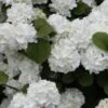 Popcorn Snowball Viburnum Bush - 3 Gallon Pot -Plant Shop Viburnum Popcorn 1 500x750 2