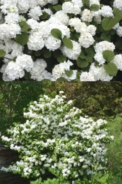 Popcorn Snowball Viburnum Bush - 3 Gallon Pot -Plant Shop Viburnum Popcorn 2 500x750 2