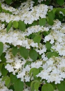 Shasta Doublefile Viburnum - 6 Pack Of 1 Gallon Pots 15 Shasta Doublefile Viburnum - 6 Pack Of 1 Gallon Pots -Plant Shop Viburnum Shasta 6 2