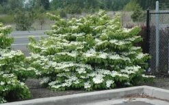Shasta Doublefile Viburnum - 3 Gallon Pot 13 Shasta Doublefile Viburnum - 3 Gallon Pot -Plant Shop Viburnum Shasta 8