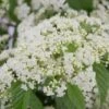 Snow Joey Viburnum - 2 Gallon Pot -Plant Shop Viburnum Snow Joey 1