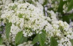 Snow Joey Viburnum - 2 Gallon Pot 13 Snow Joey Viburnum - 2 Gallon Pot -Plant Shop Viburnum Snow Joey 2