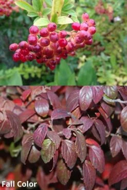 Snow Joey Viburnum - 2 Gallon Pot 12 Snow Joey Viburnum - 2 Gallon Pot -Plant Shop Viburnum Snow Joey 5