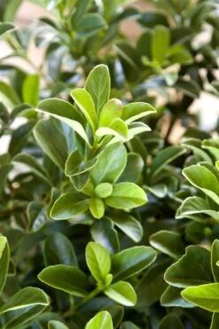 Sugar Cookie Sweet Viburnum - 3 Gallon Pot -Plant Shop Viburnum Sugar Cookie 2