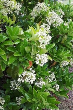 Sugar Cookie Sweet Viburnum - 3 Gallon Pot -Plant Shop Viburnum Sugar Cookie 3
