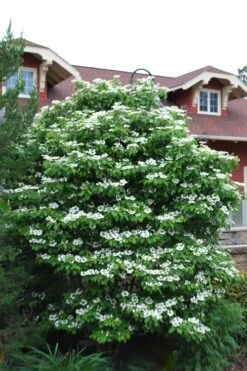 Summer Snowflake Viburnum - 6 Pack Of 1 Gallon Pots -Plant Shop Viburnum Summer Snowflake 20